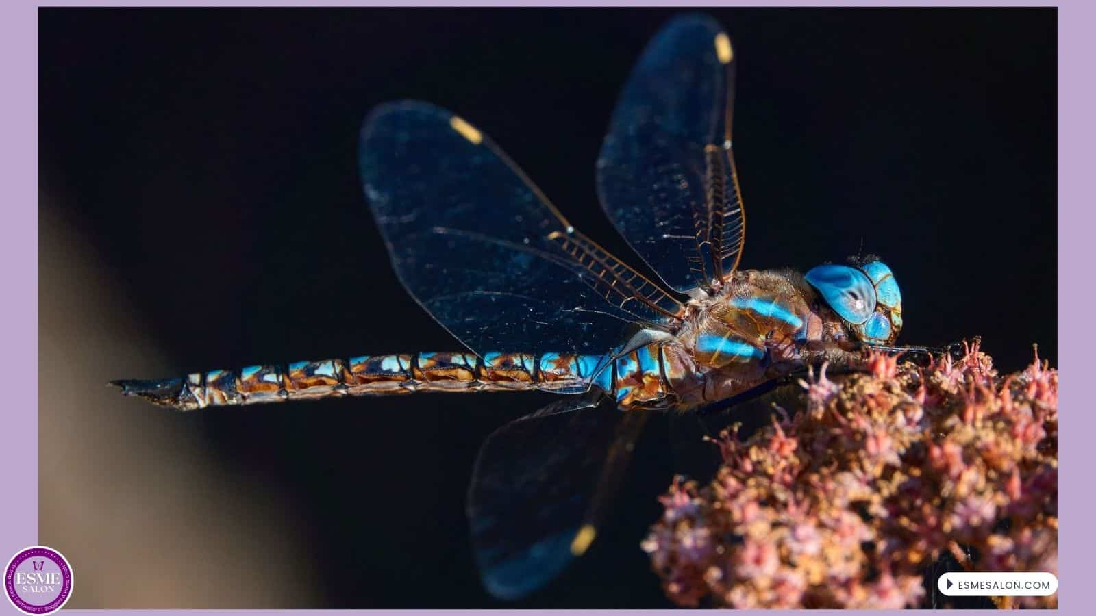 an image of a Dragonfly from the side