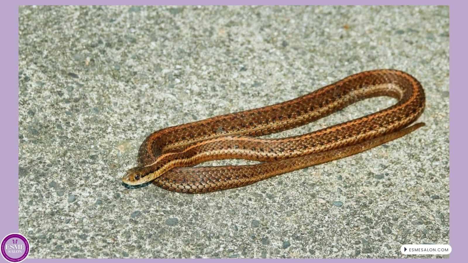 Unusual Visitor, a tiny Garter Snake we found next to our BBQ one evening after we prepared our dinner and ready to pack up and close the BBQ