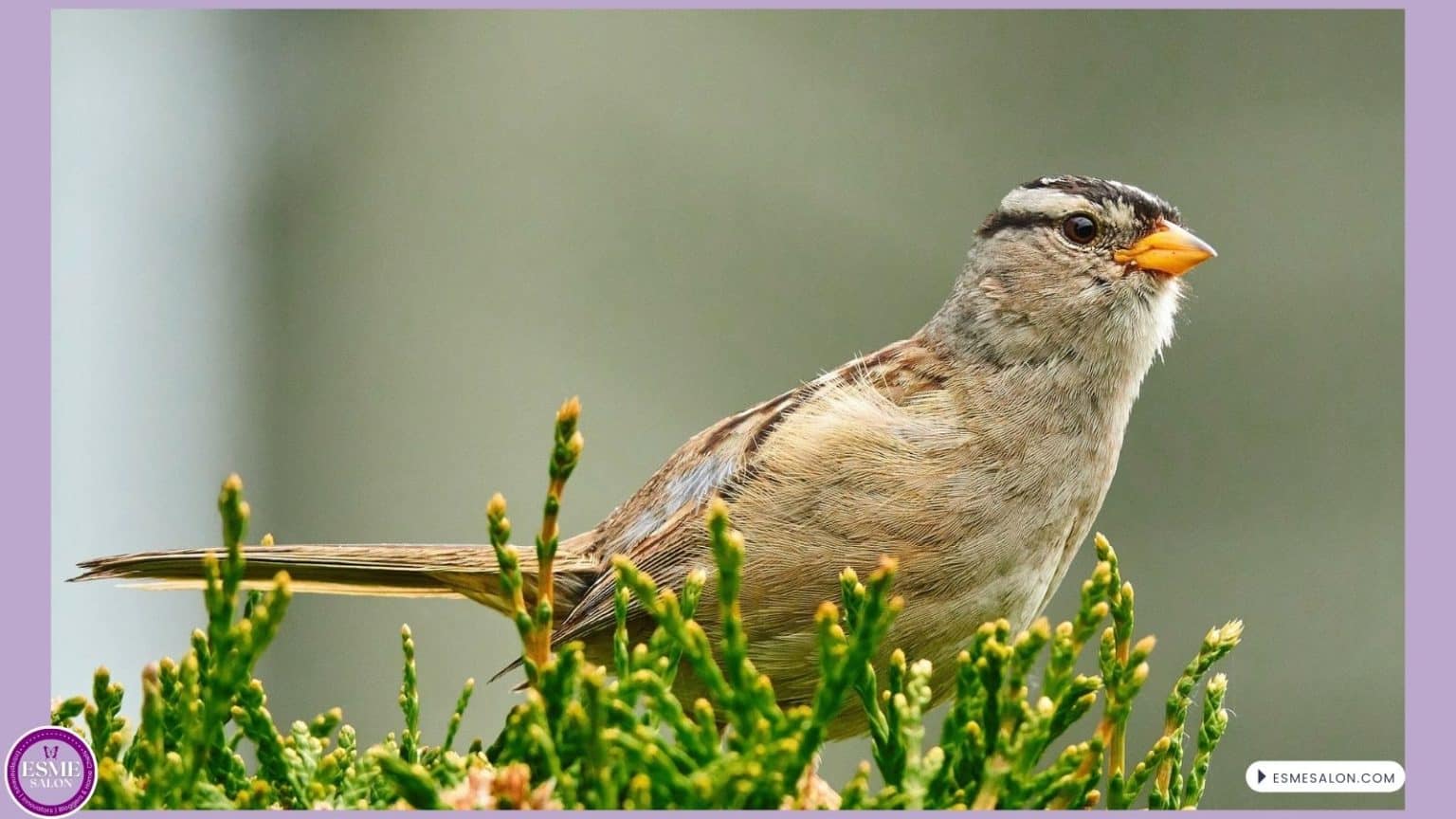 an image of a White-crowned Sparrow