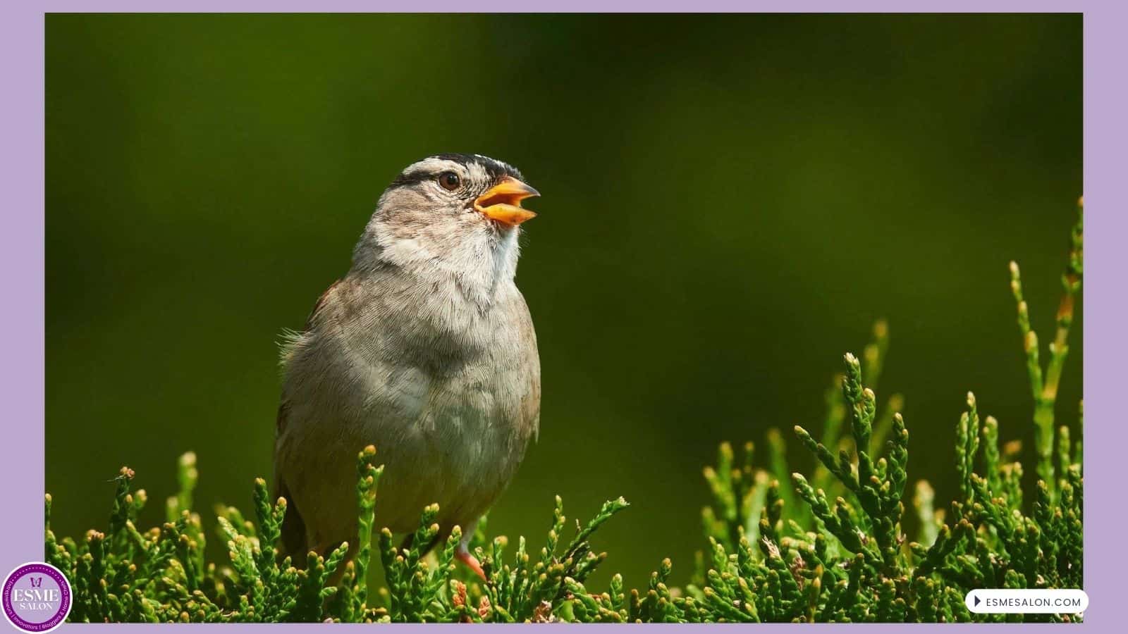 an image of a White-crowned Sparrow singing