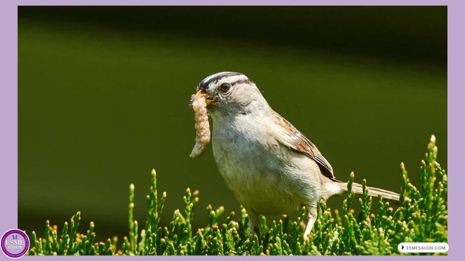 an image of White-crowned Sparrow with a worm in its beak