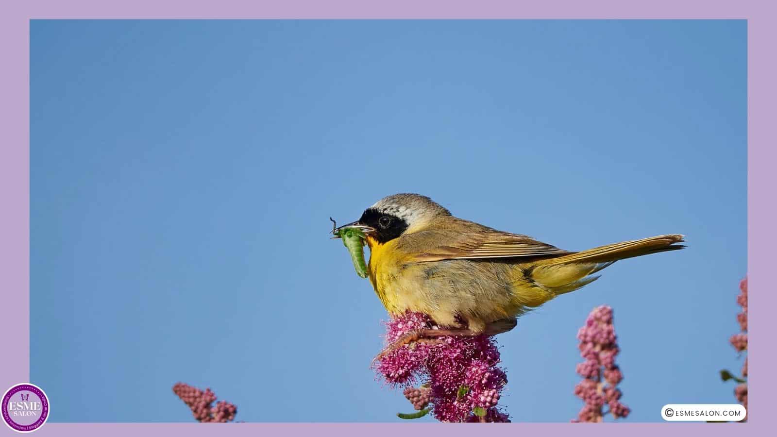 an image of a Common Yellowthroat sitting on a flower with a green worm in its beak