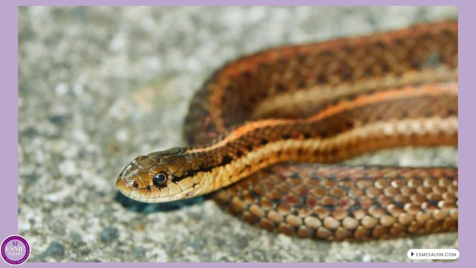 Unusual Visitor, a tiny Garter Snake we found next to our BBQ one evening after we prepared our dinner and ready to pack up and close the BBQ