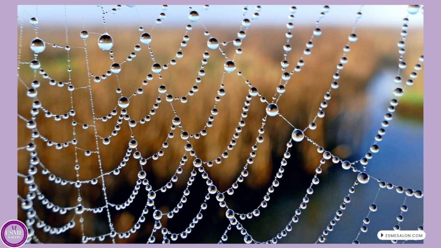 an image of a Dewy Spider Web looking like pearls in the early morning