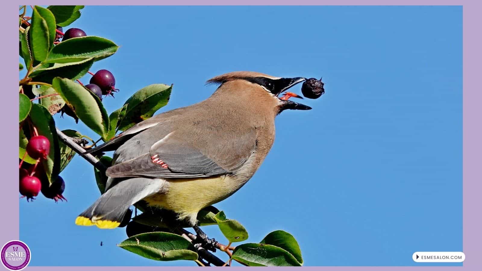 an image of a Cedar Waxwing perched in a bush with a red berry in his beak