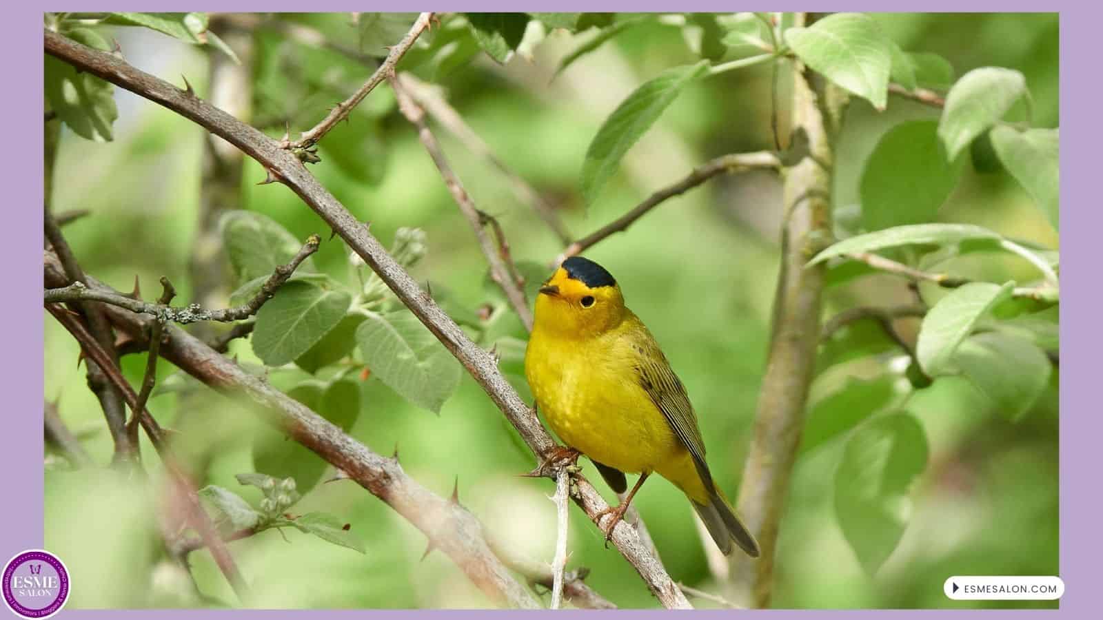 an image of a yellow bird in the tree a Wilson's Warbler
