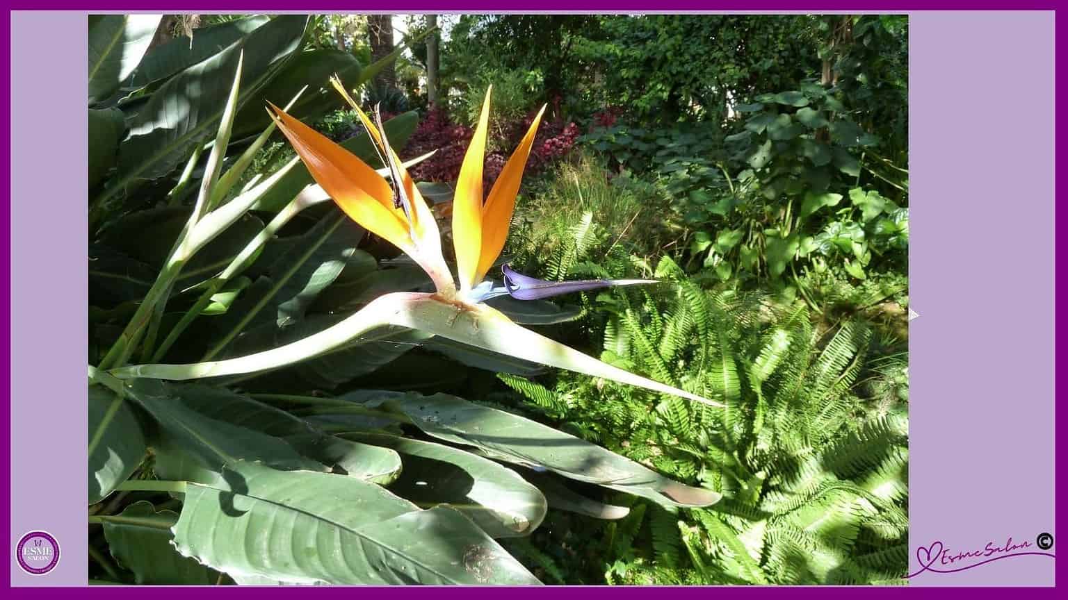 Bird of Paradise