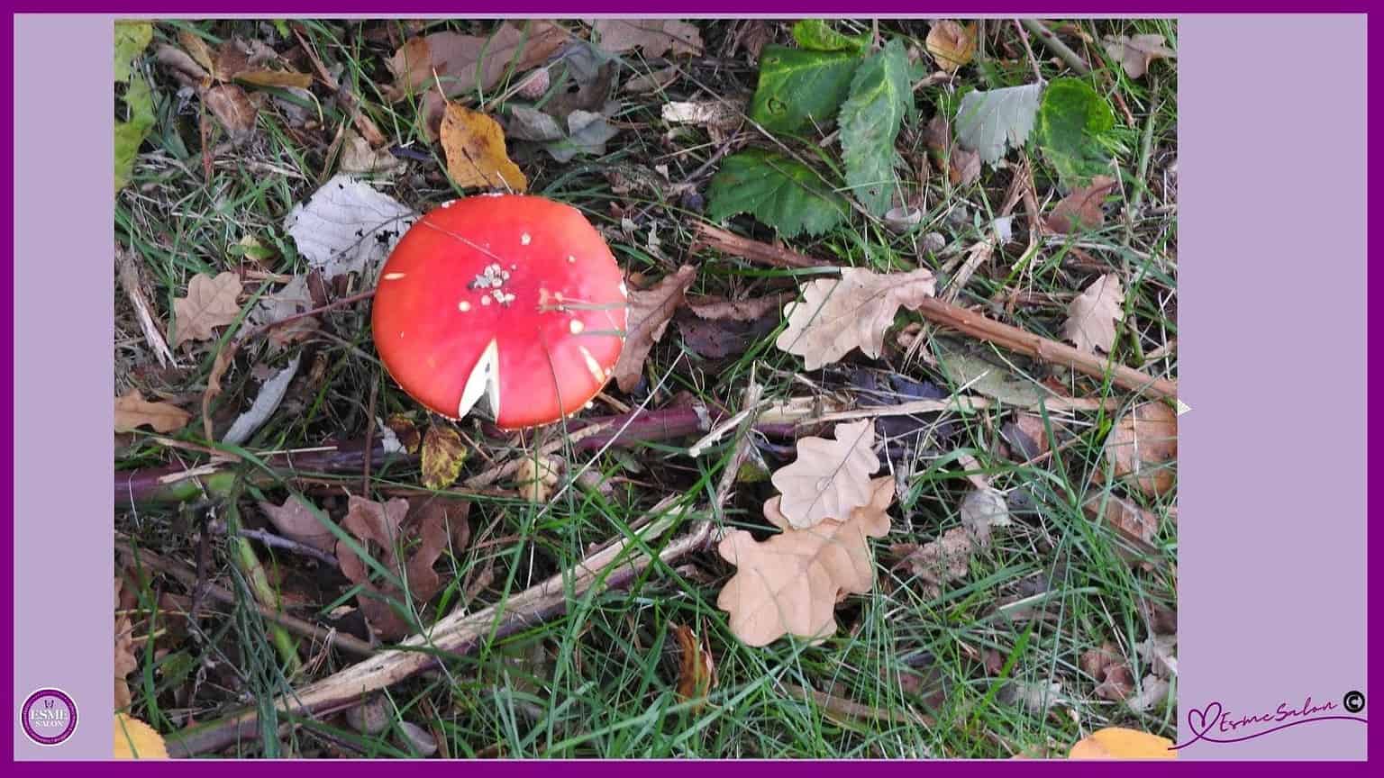 Do you believe in Fairies