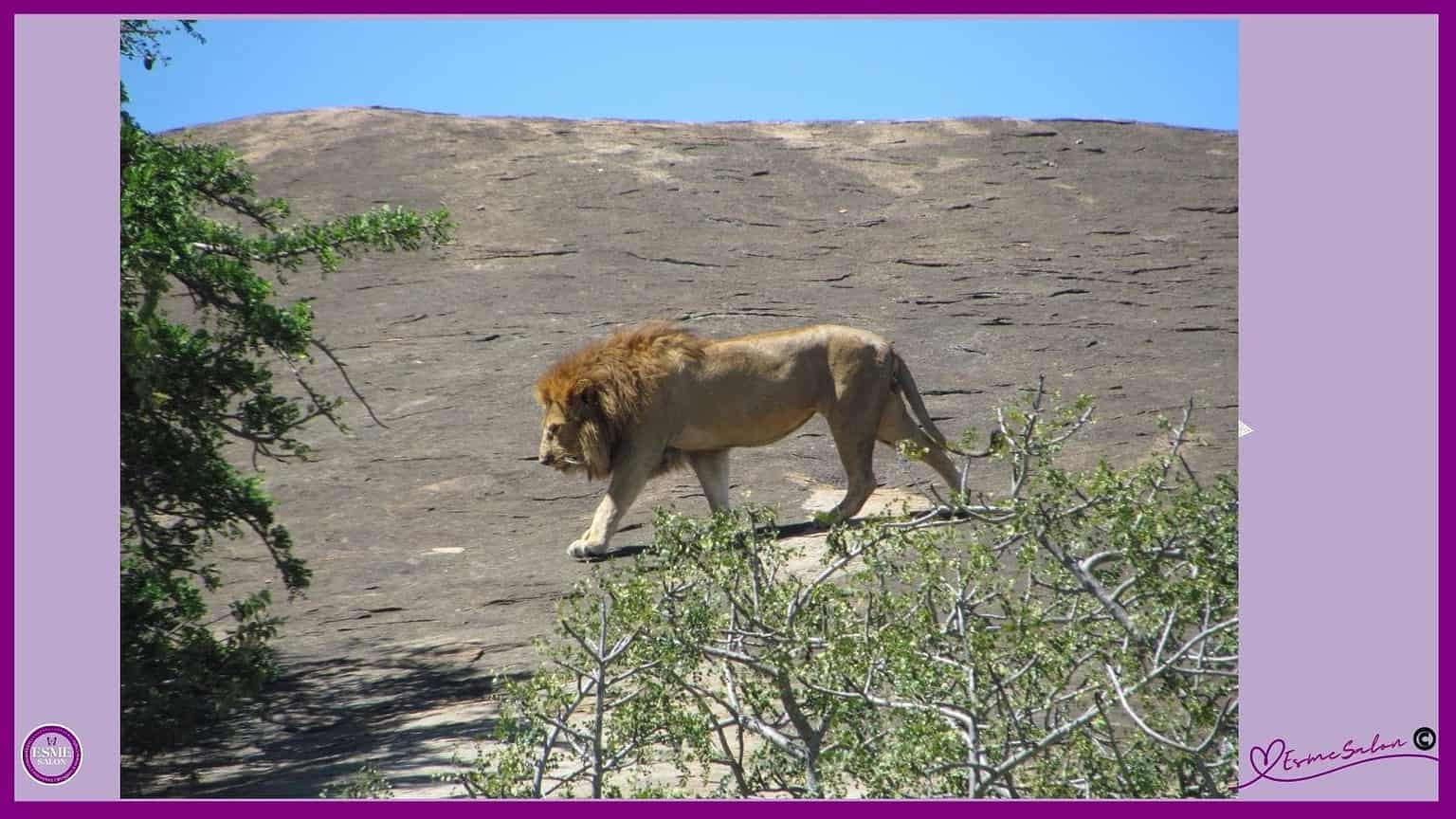 King of the Mountain