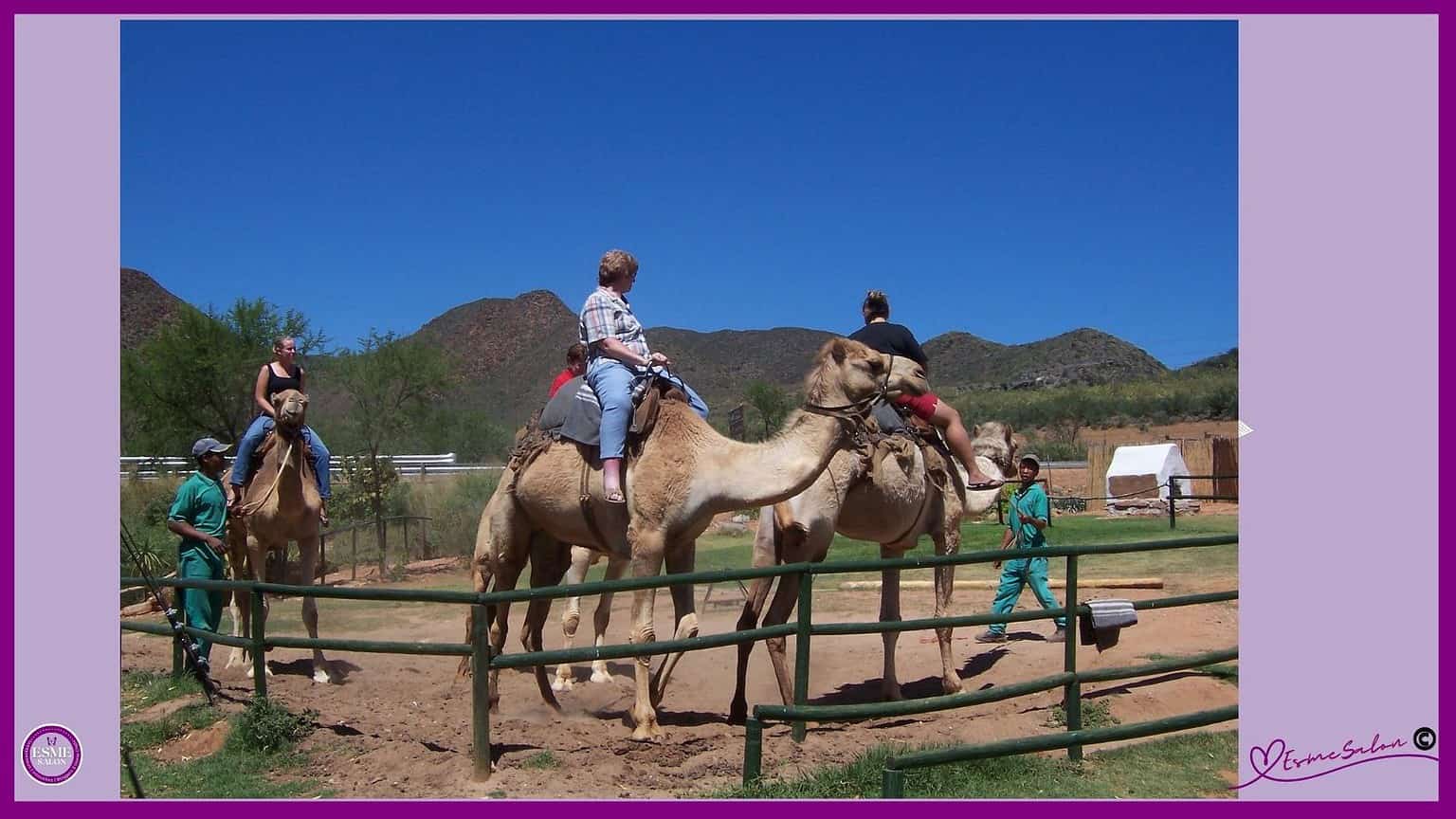 Camel cavalry