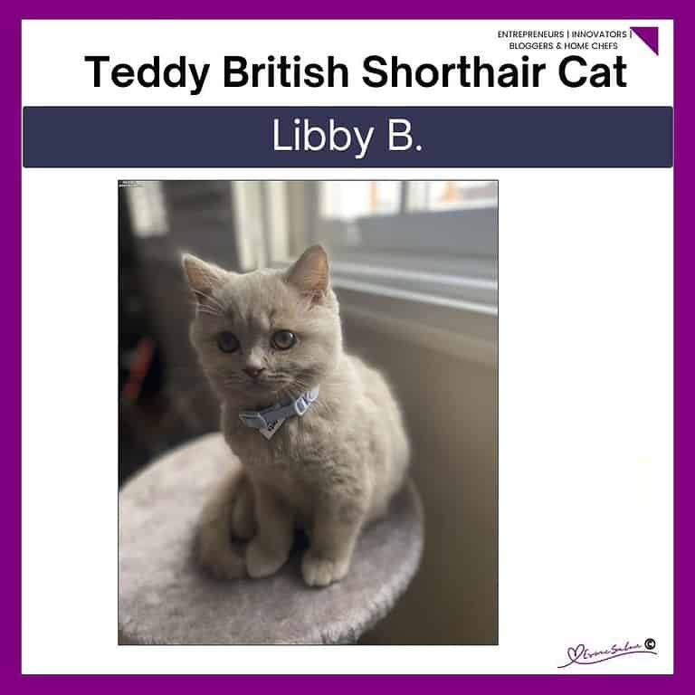 an image of a Teddy British Shorthair Cat