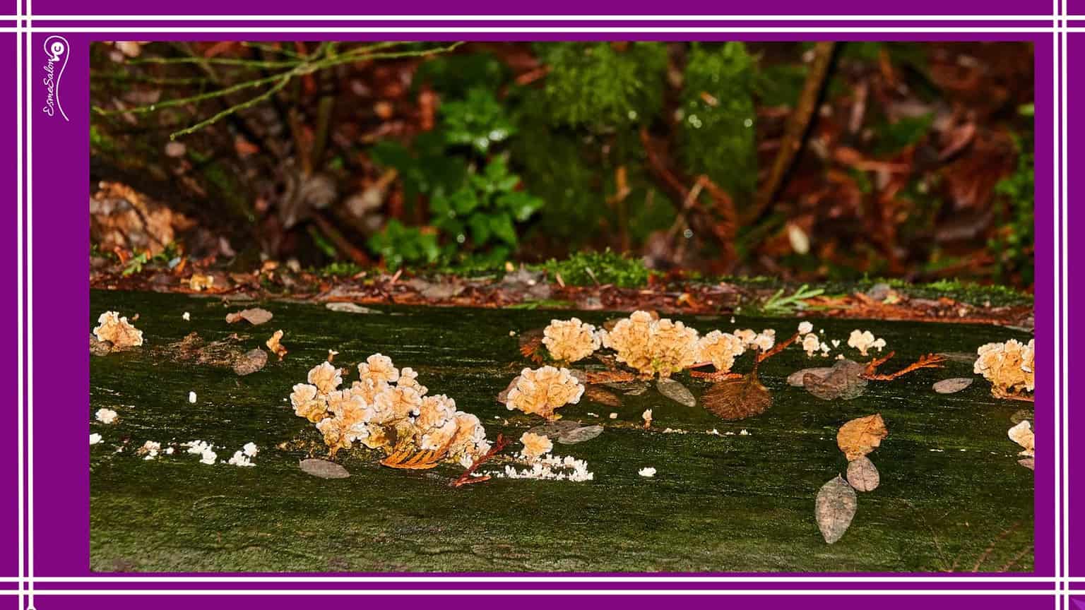 Is it Mushrooms or Toadstools