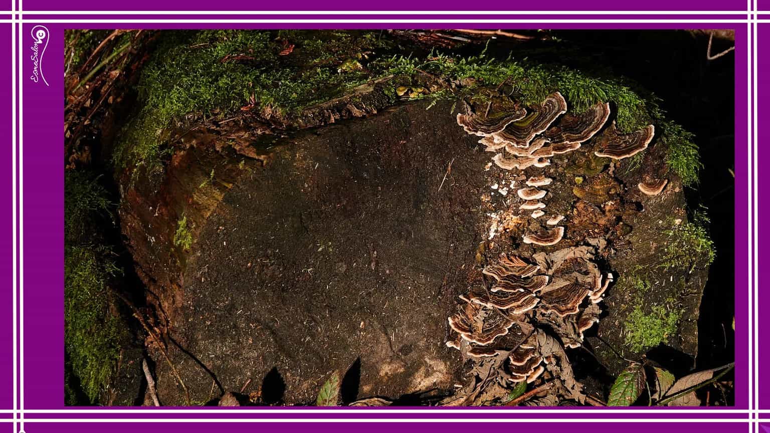 Is it Mushrooms or Toadstools