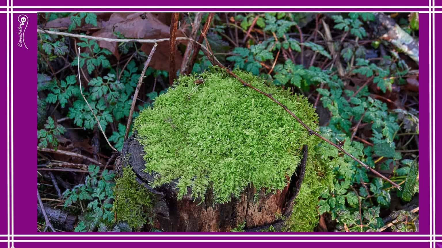 Mosses