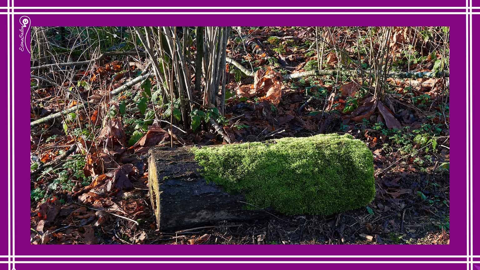 Mosses
