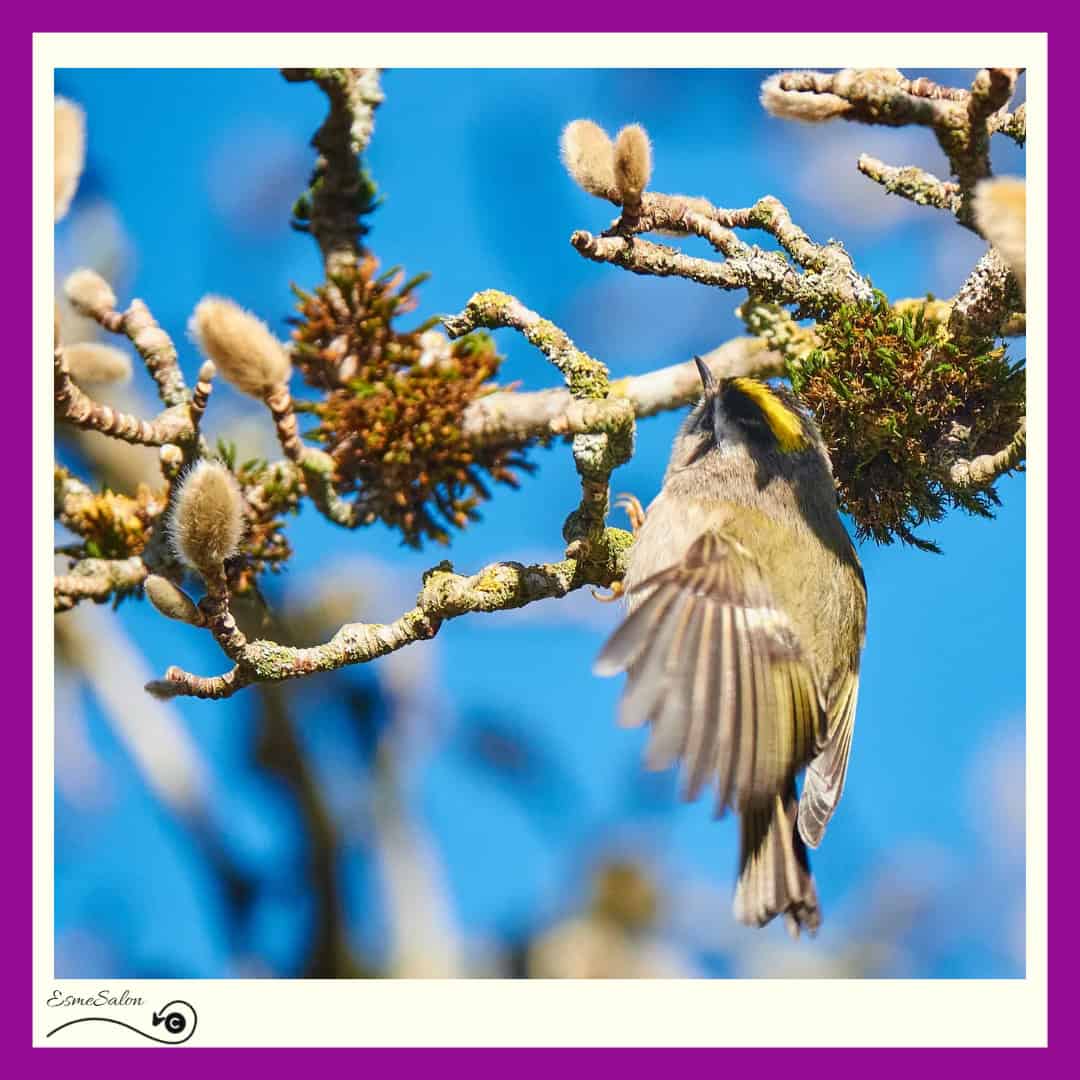 Gold and Ruby-Crowned Kinglet