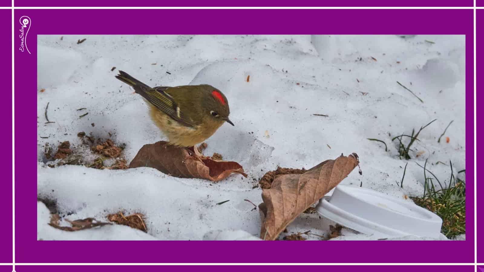 Gold and Ruby-Crowned Kinglet