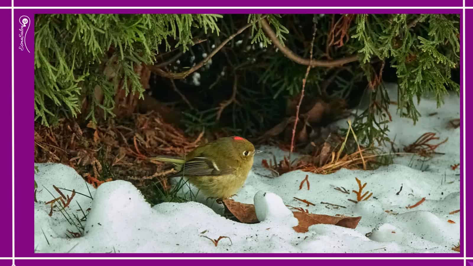 Gold and Ruby-Crowned Kinglet