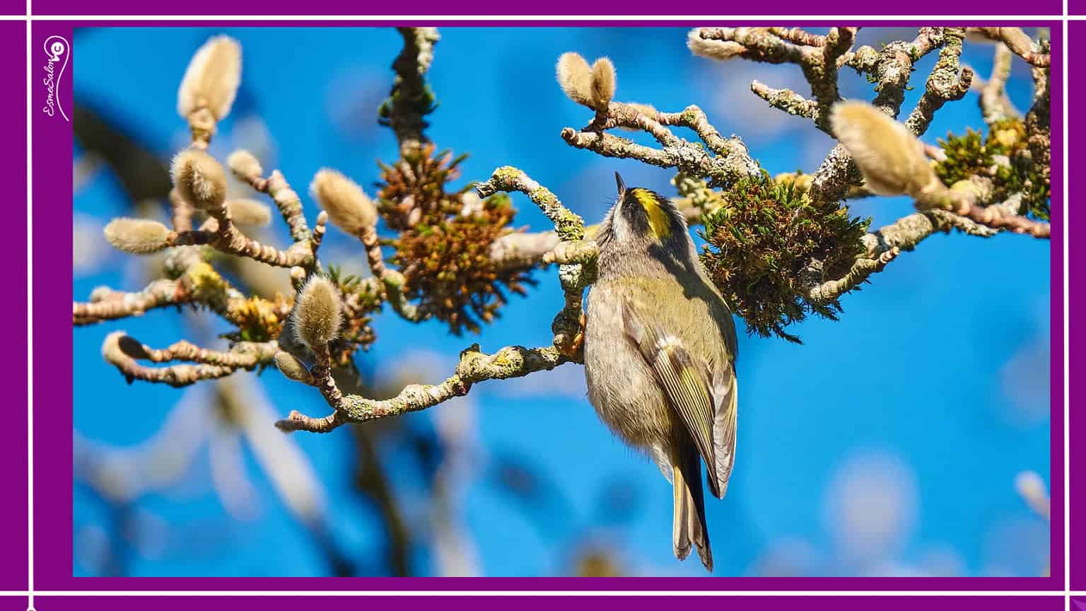 Gold and Ruby-Crowned Kinglet