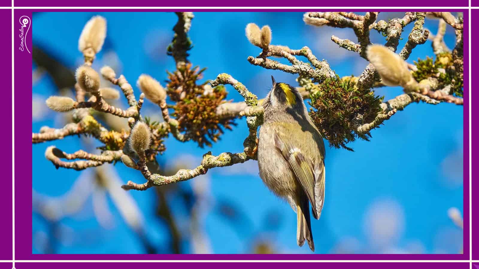 Gold and Ruby-Crowned Kinglet