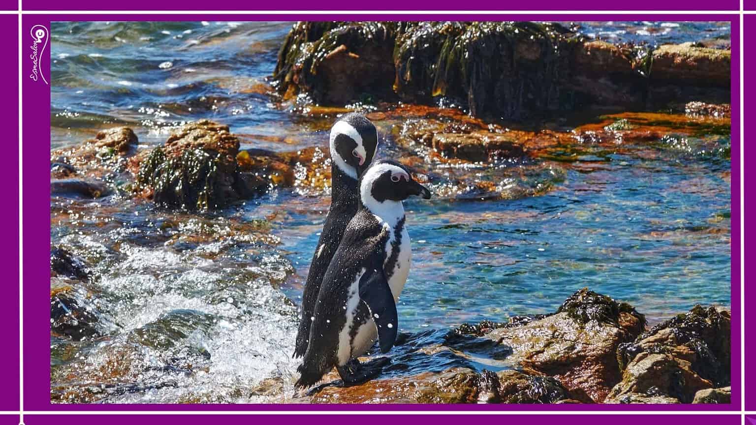 I thought penguins cannot fly ...