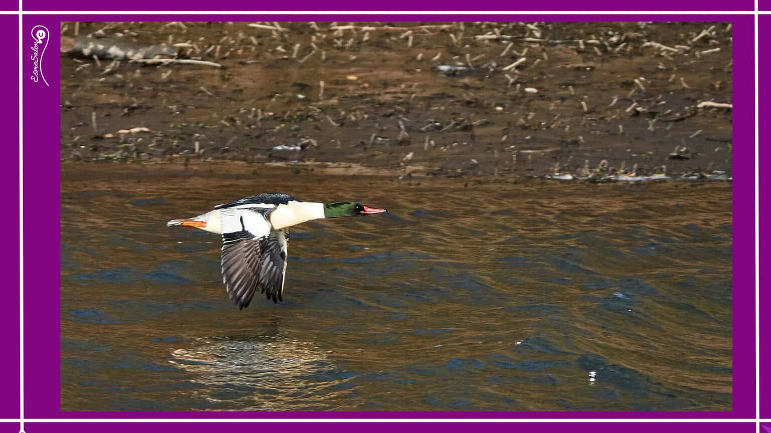 Common Merganser