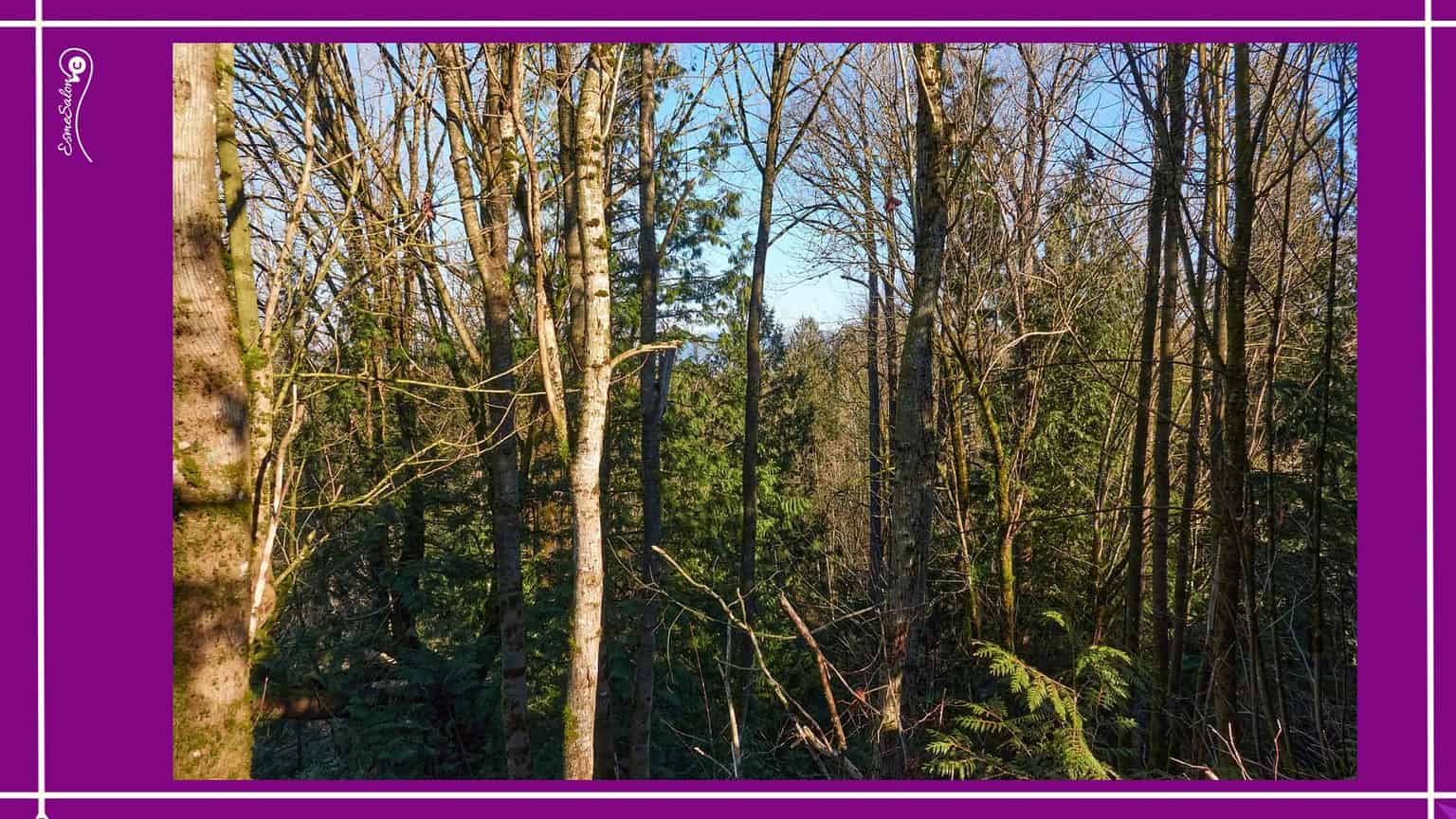 Local Trail Magnificence