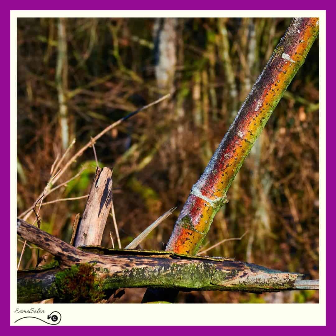 Local Trail Magnificence