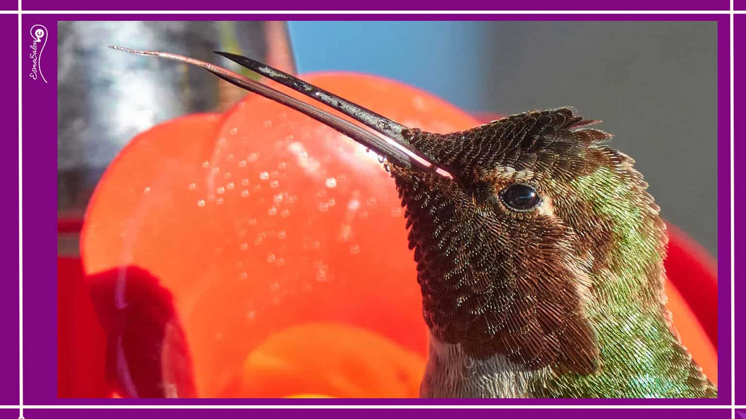 Anna's Hummingbird