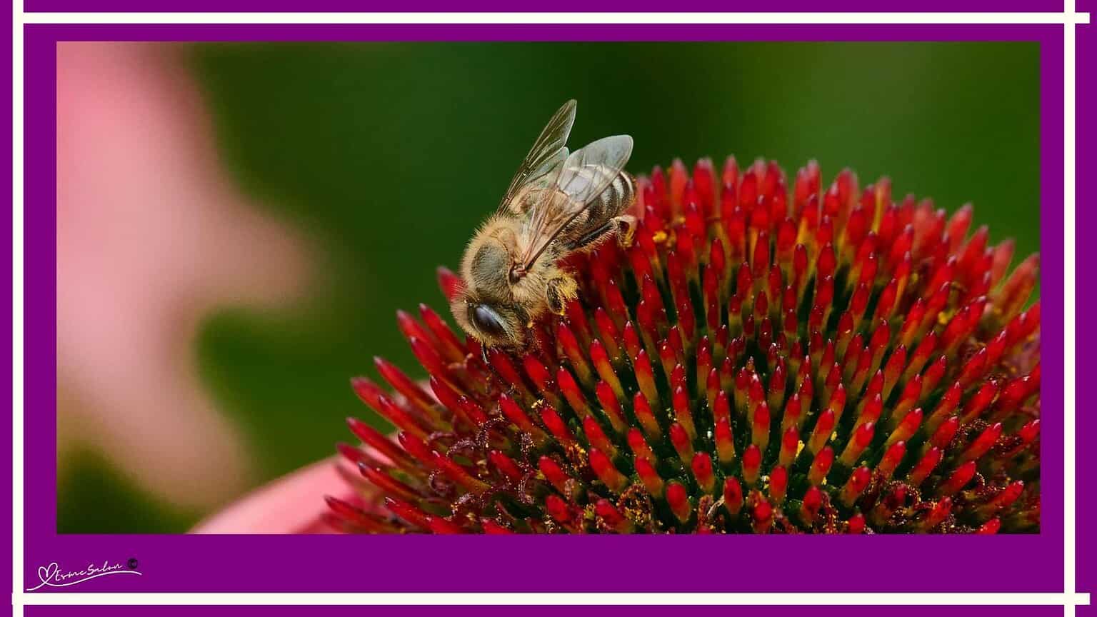flower doesn't dream of the bee