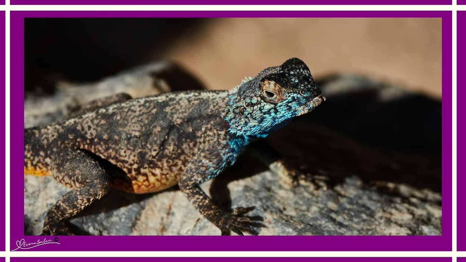 Rock Lizard