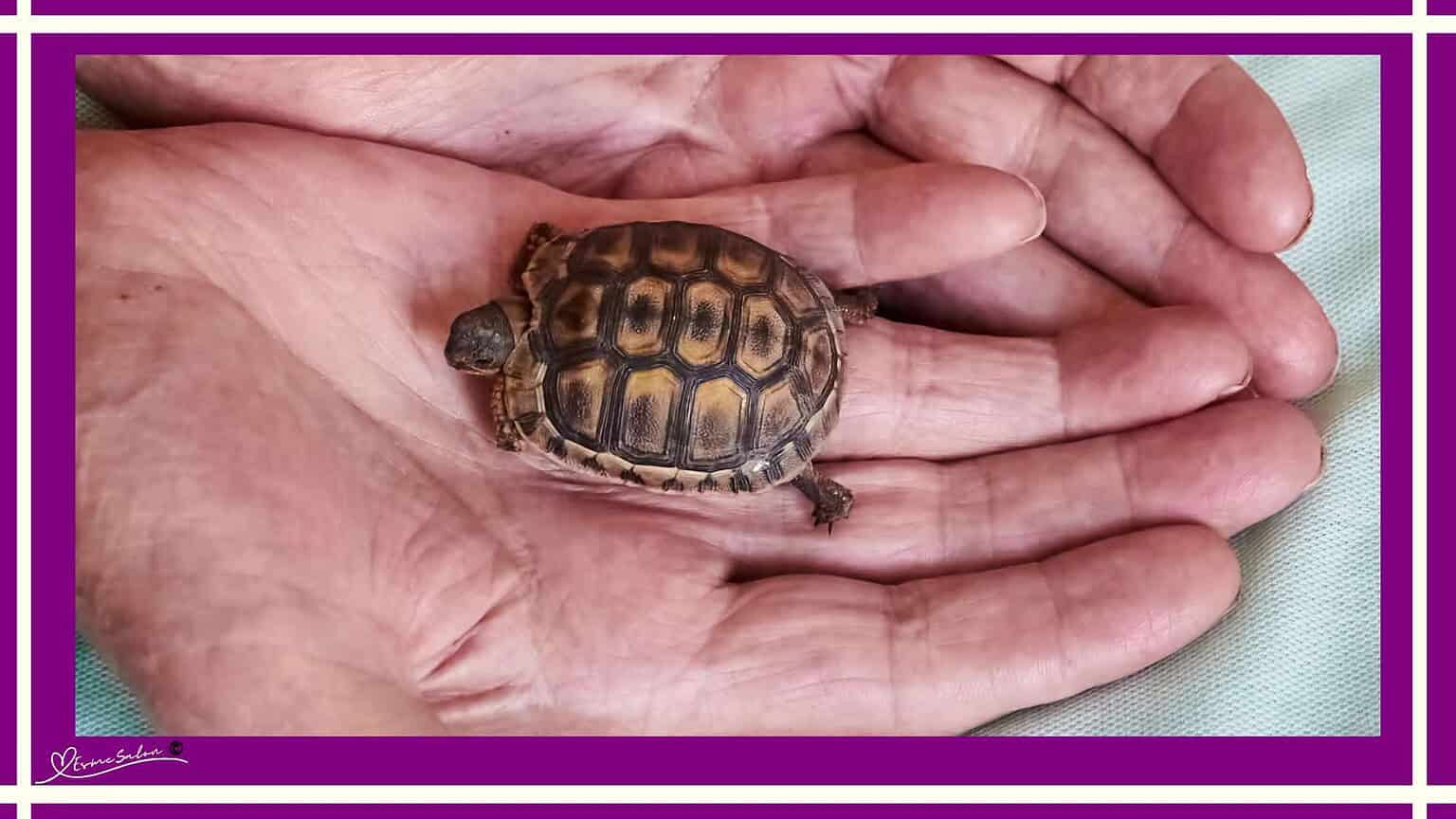 Angulate Tortoise
