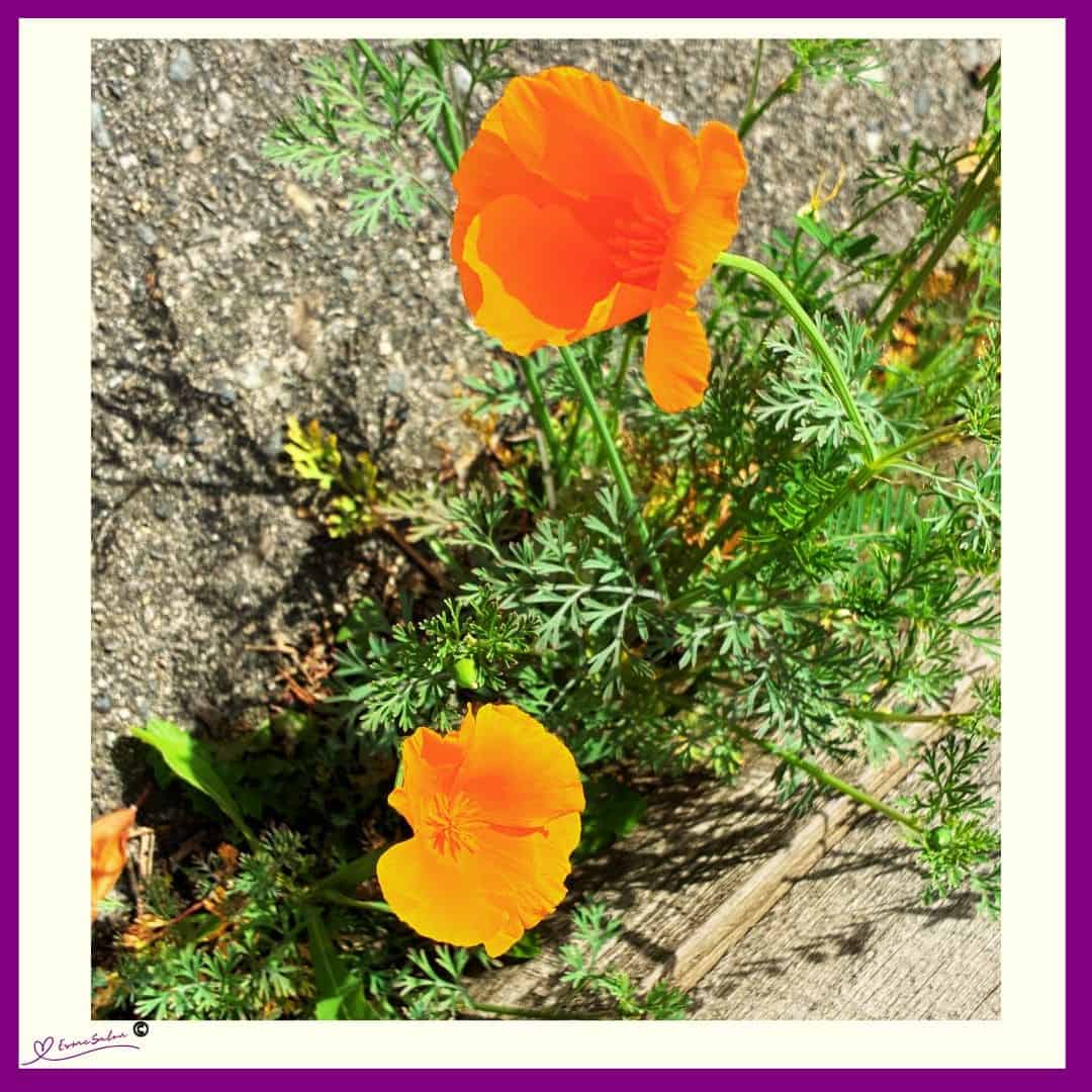 Flowers whisper Beauty