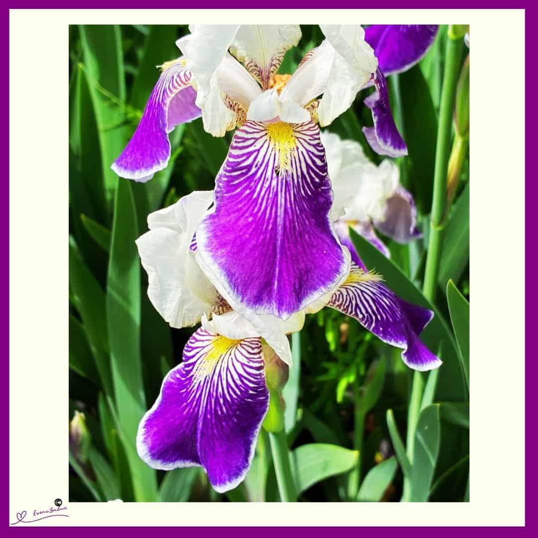 Flowers whisper Beauty