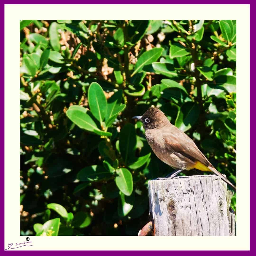 Little Bird