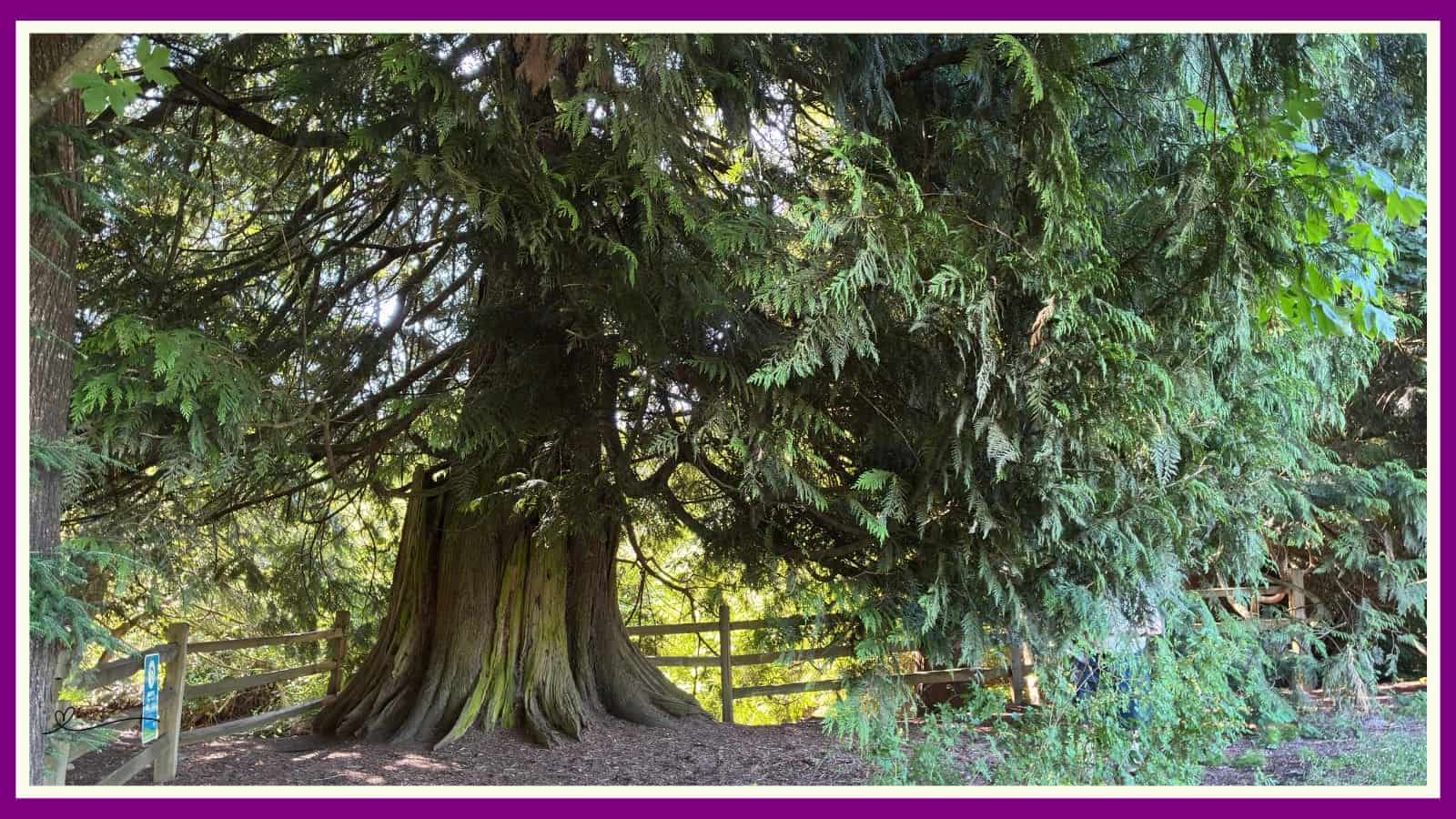 Time spent amongst trees is never wasted time
