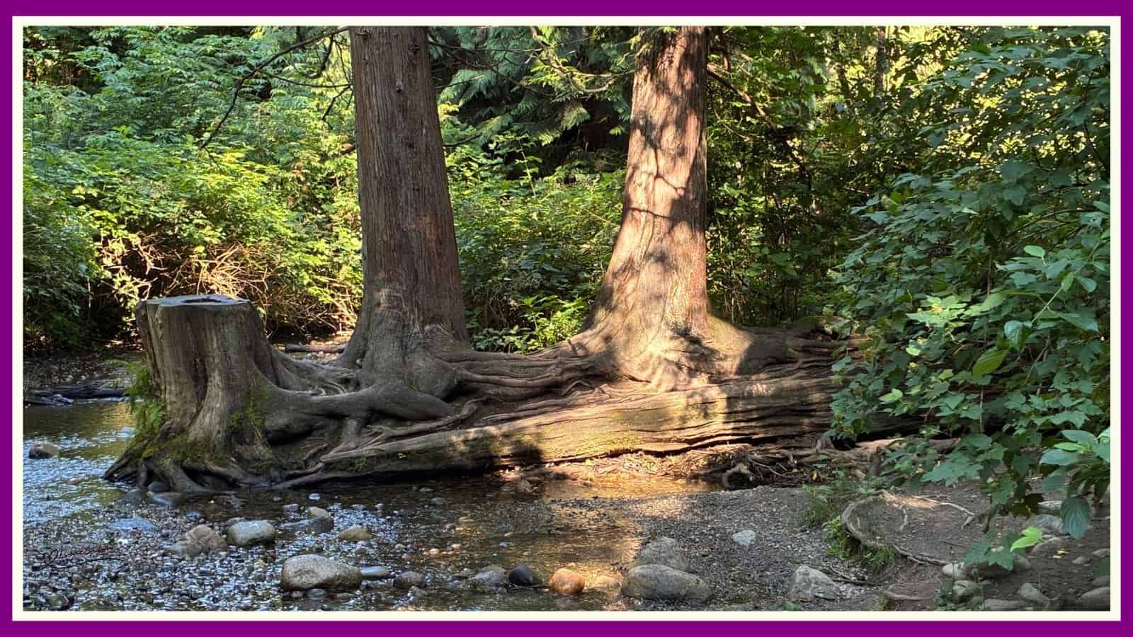 Time spent amongst trees is never wasted time