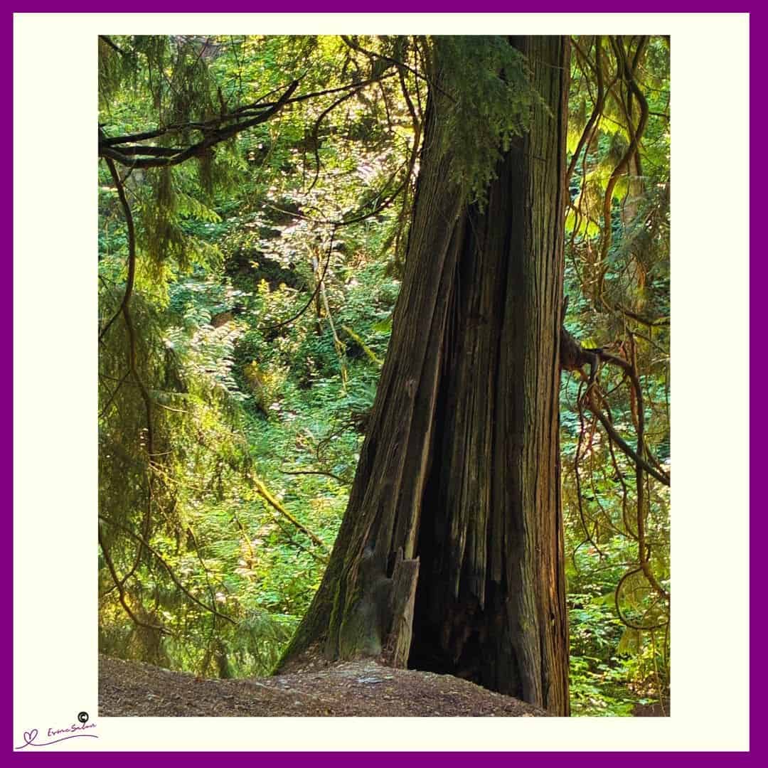 Time spent amongst trees is never wasted time