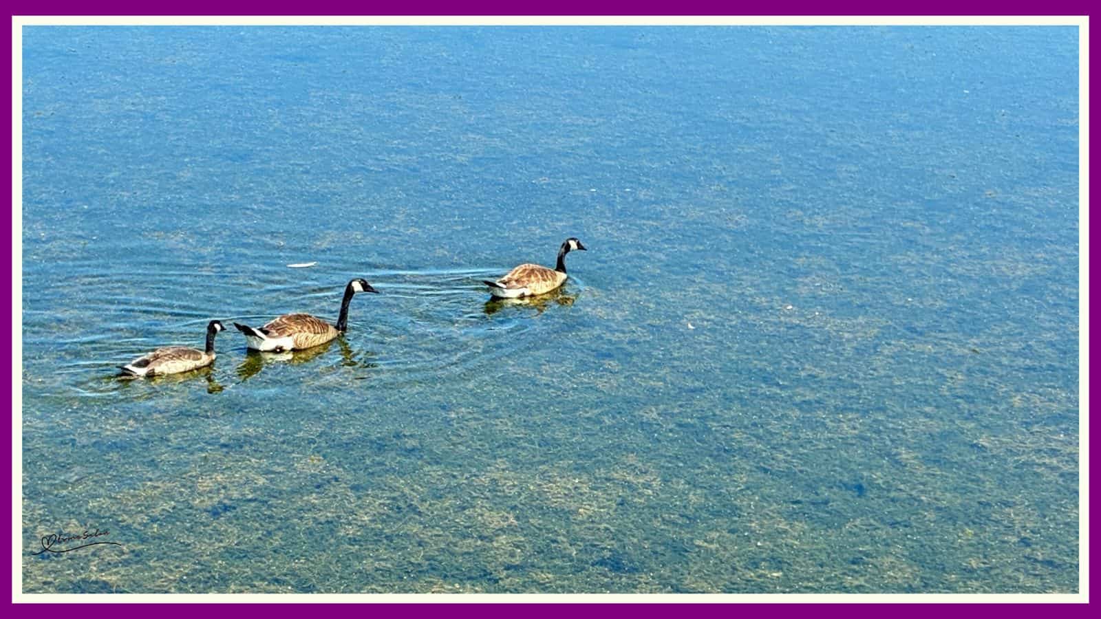 Canadian Goose aka Hissing Cobra Chicken