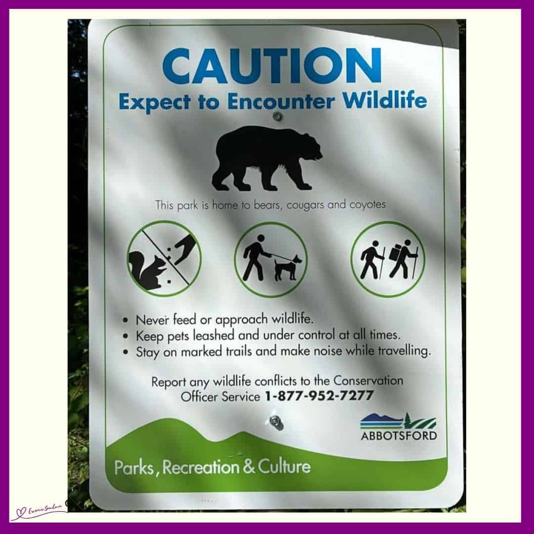 Bears Cougars Coyotes