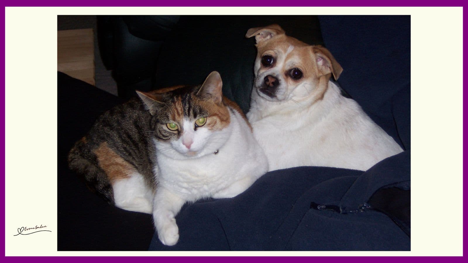 Best Pets