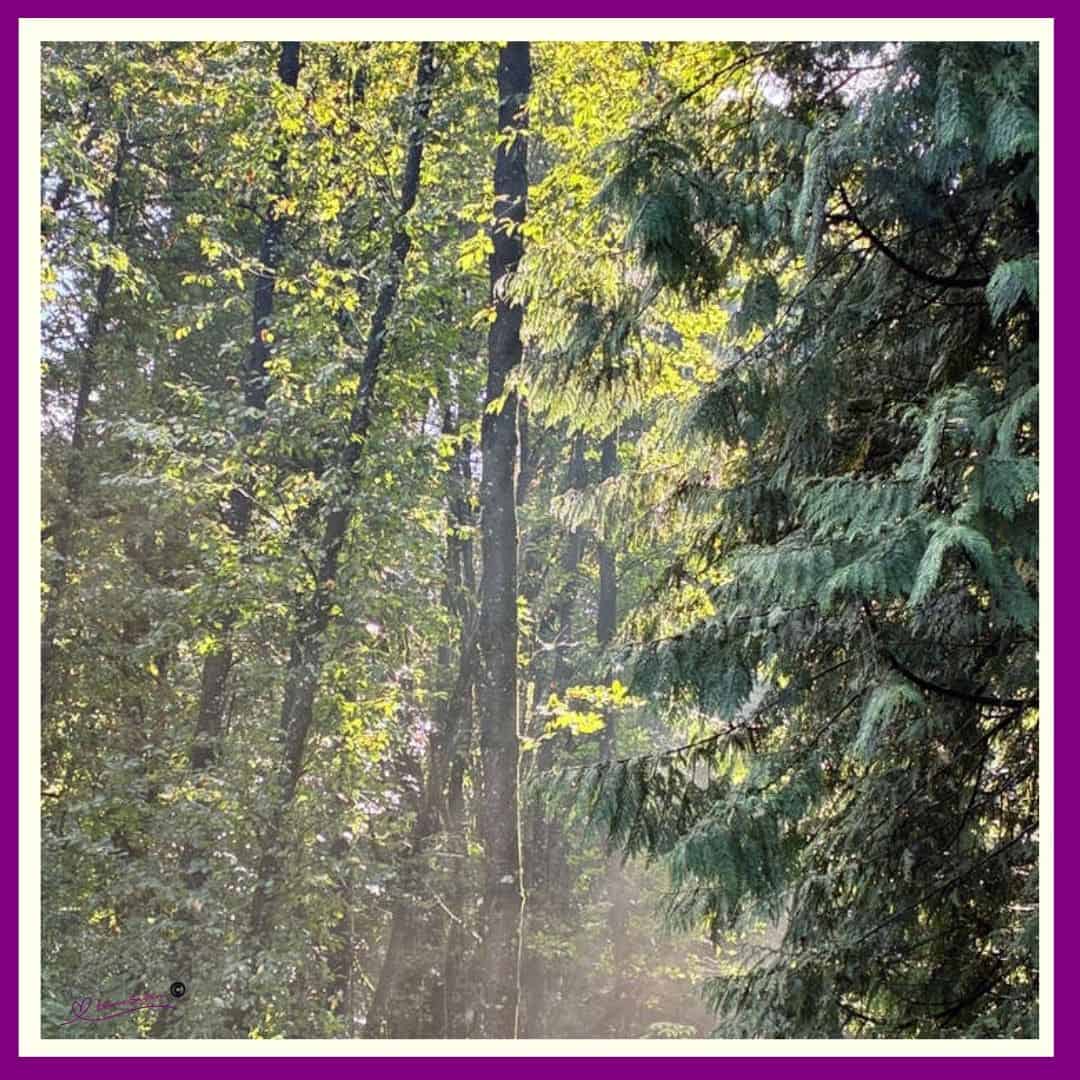 Morning Fog and Sunbeams