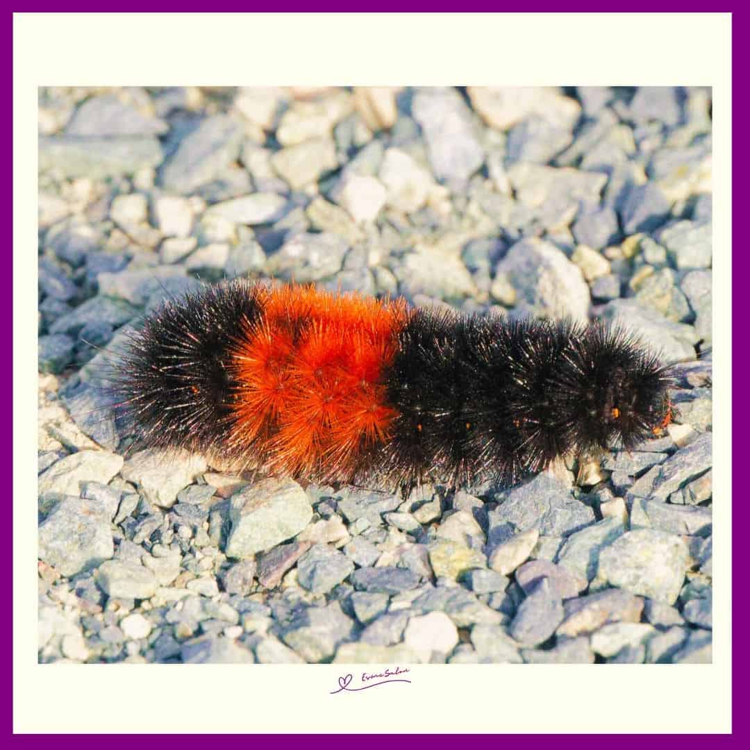 Caterpillars