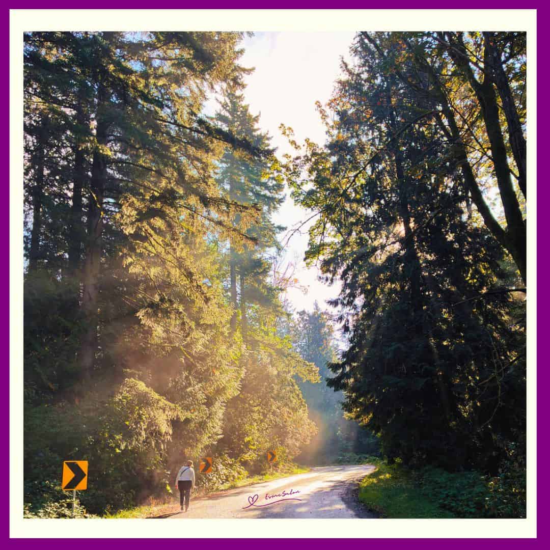 Morning Fog and Sunbeams