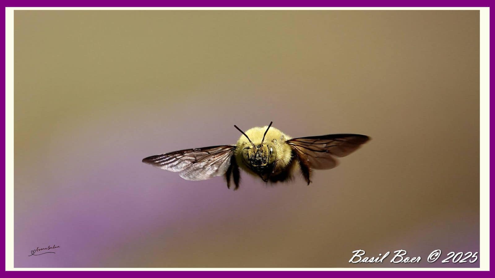 Carpenter Bee
