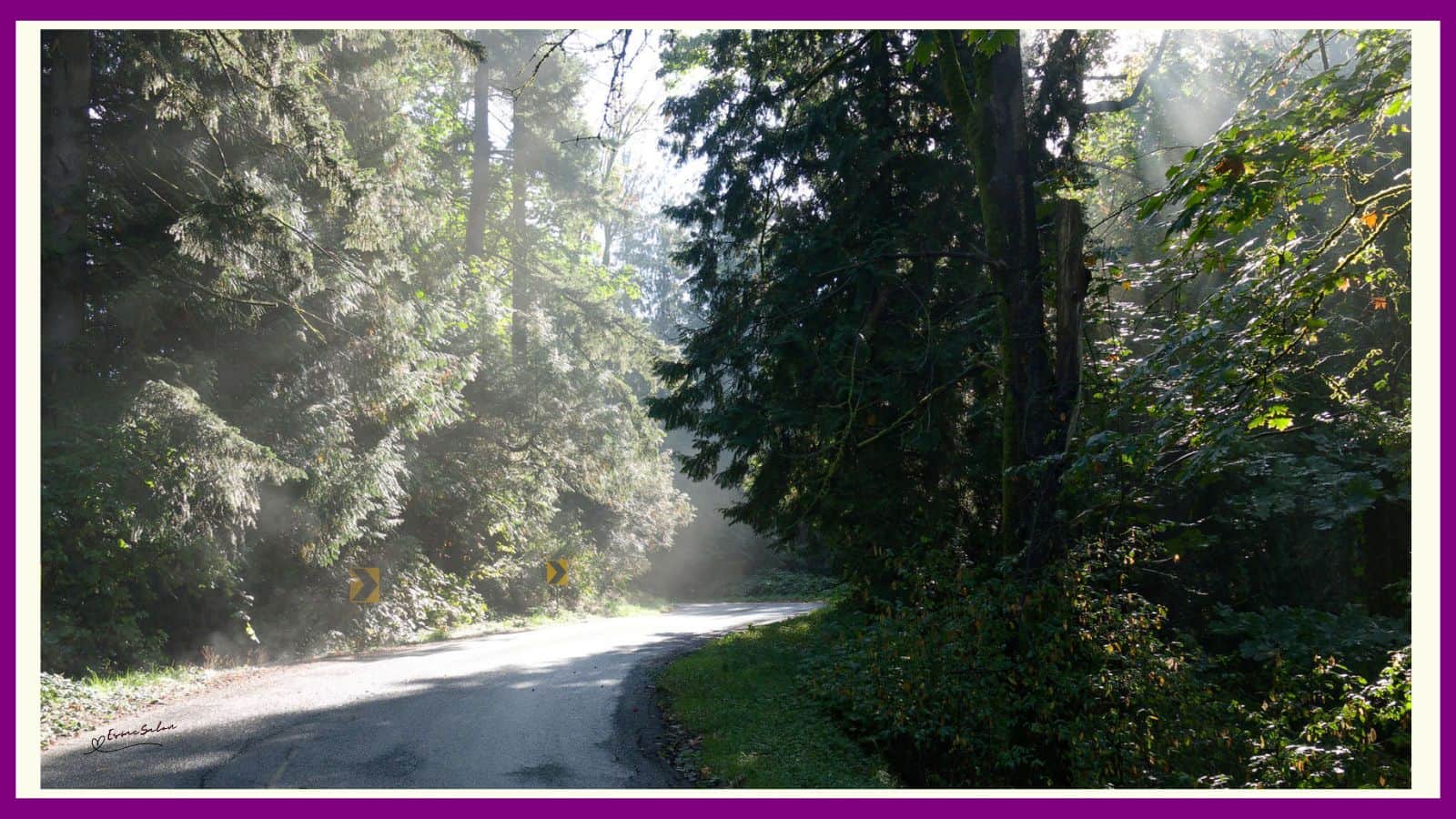 Morning Fog and Sunbeams