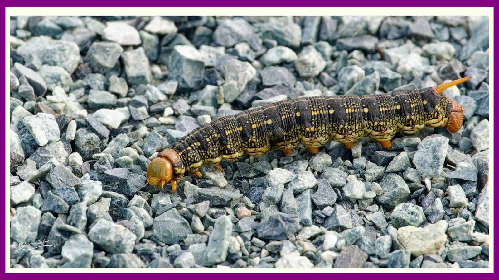Caterpillars