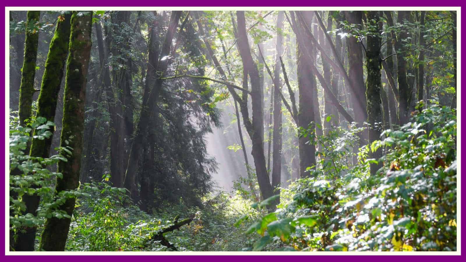 Morning Fog and Sunbeams