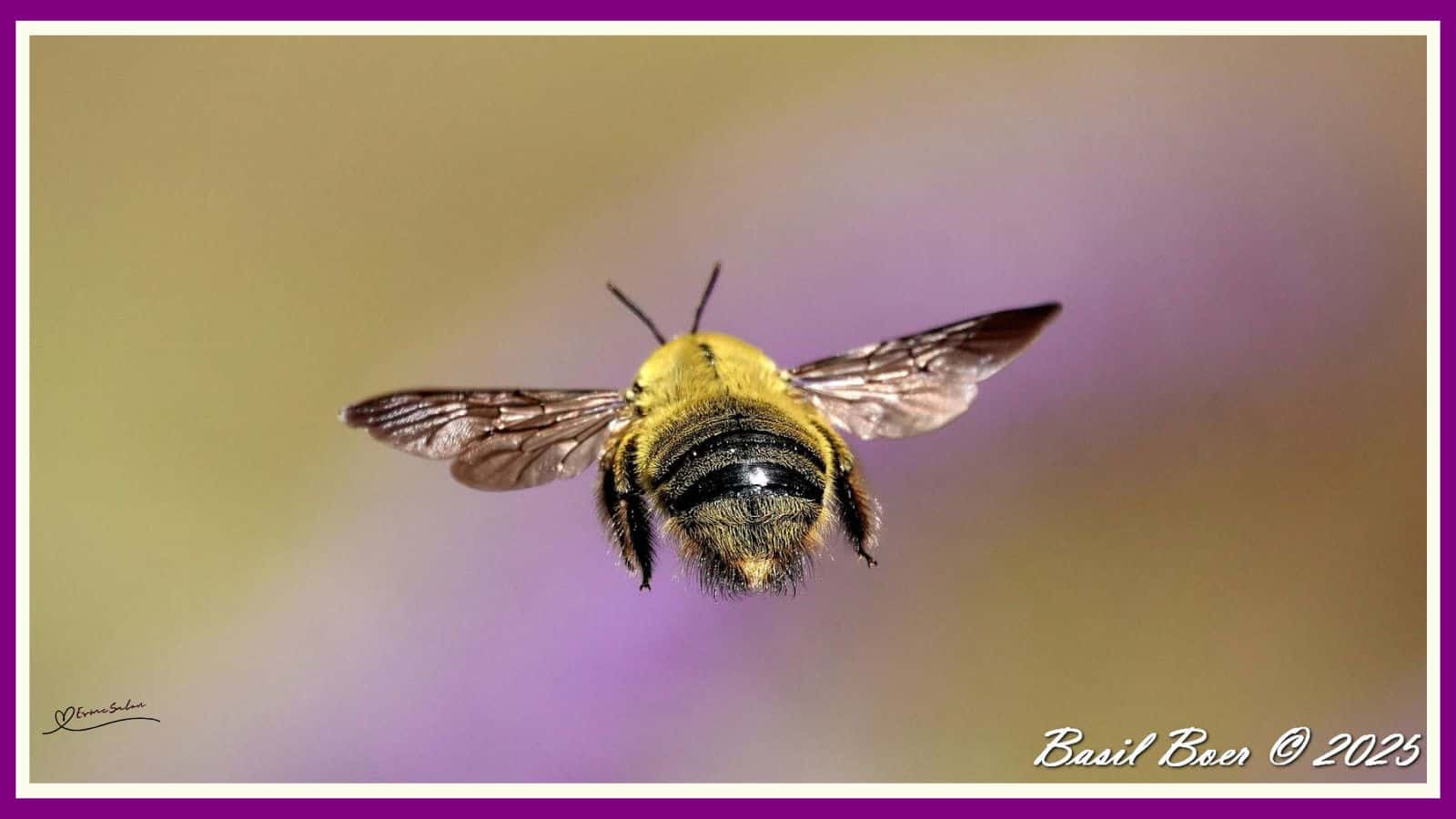 Carpenter Bee