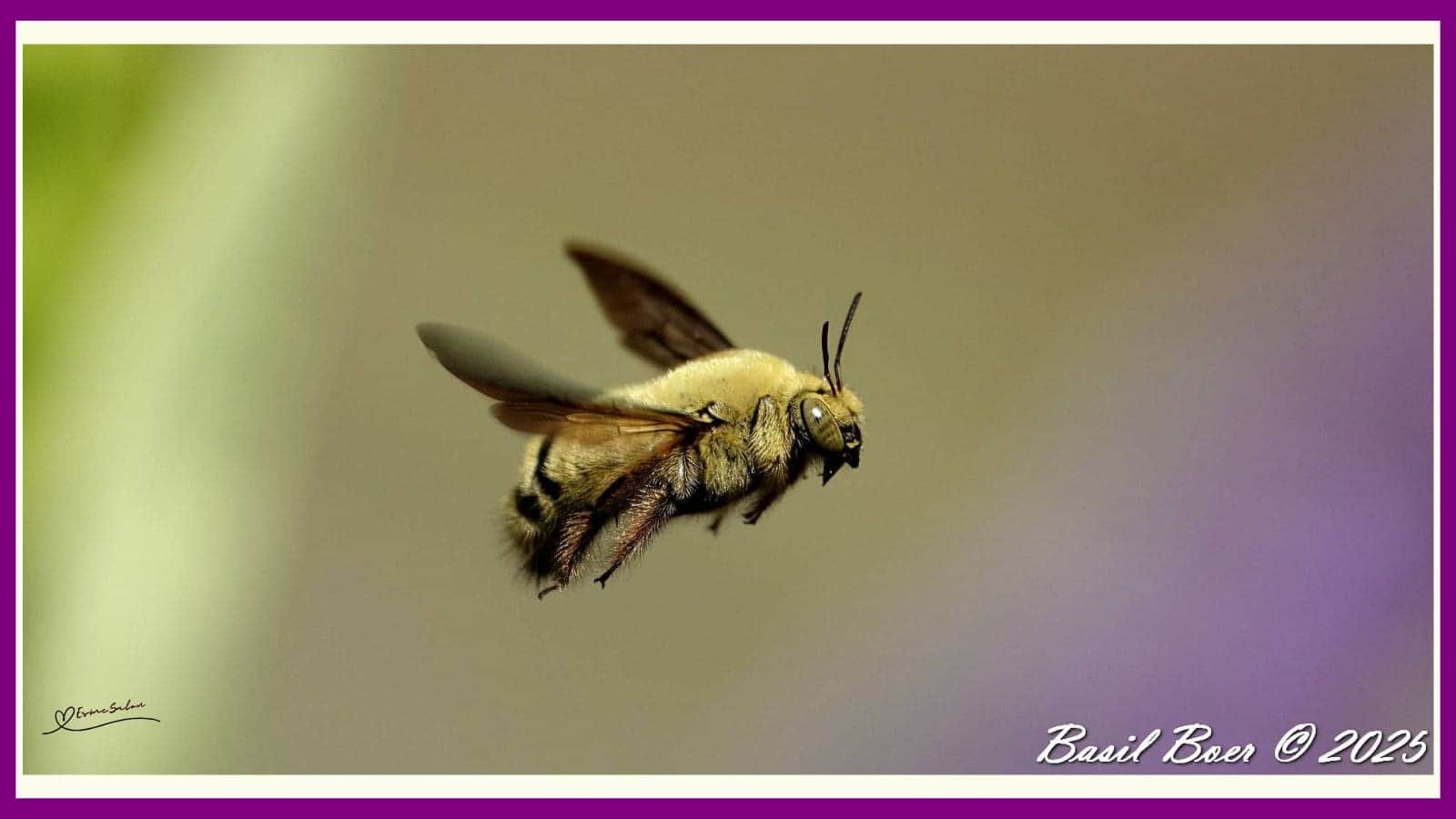 Carpenter Bee